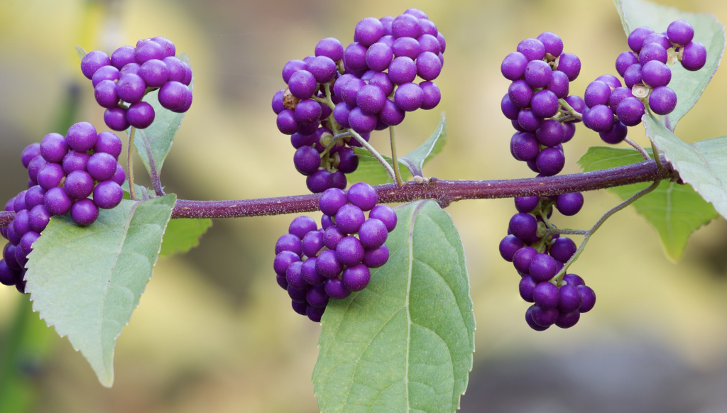 Beautyberry